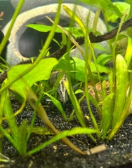 Mastacembelus tinwini