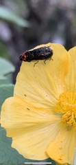 Acmaeodera flavomarginata