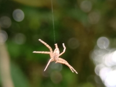 Pandercetes
