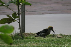 Melanerpes aurifrons