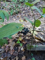 Smilax ecirrhata