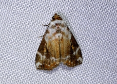 Chorsia