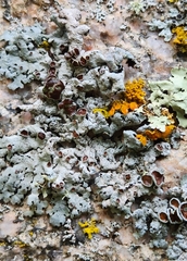 Xanthoparmelia cumberlandia