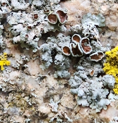 Xanthoparmelia cumberlandia