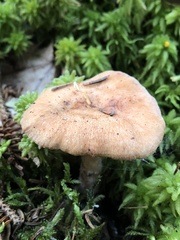 Lactarius vinaceorufescens