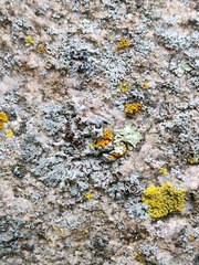 Xanthoparmelia cumberlandia