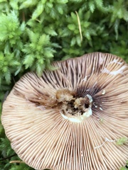 Lactarius vinaceorufescens