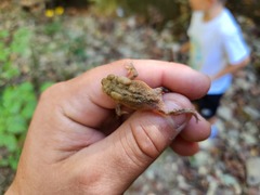 Anaxyrus fowleri