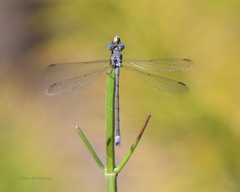 Archilestes californicus