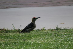 Melanerpes aurifrons