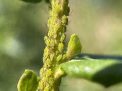 Aphis spiraecola