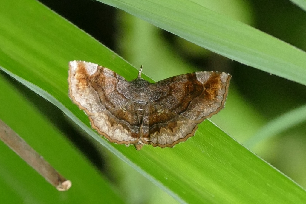 Pangrapta saucia