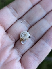 Planorbella campanulata
