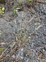Elymus elymoides brevifolius