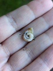 Planorbella campanulata