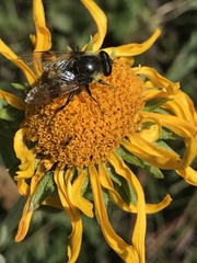 Sericomyia flagrans