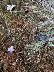 Agrostis perennans