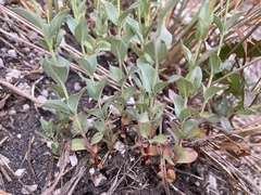 Epilobium glaberrimum