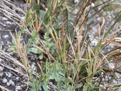 Epilobium glaberrimum