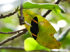 Esthemopsis pherephatte