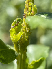Aphis spiraecola