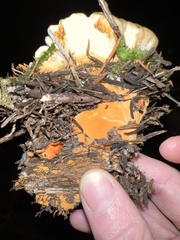 Hydnellum aurantiacum