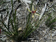 Caladenia leptochila