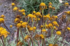 Eriophyllum lanatum
