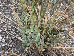 Epilobium glaberrimum