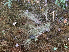 Agrostis perennans