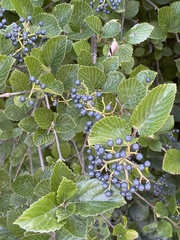 Viburnum recognitum