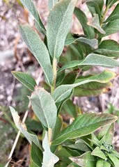 Eucephalus ledophyllus ledophyllus