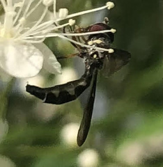 Pelecinobaccha costata