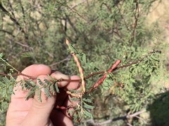 Vachellia vernicosa