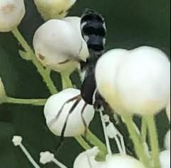 Pelecinobaccha costata