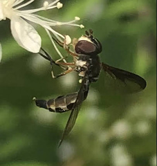 Pelecinobaccha costata