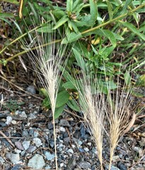Elymus elymoides brevifolius