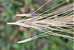 Elymus elymoides brevifolius