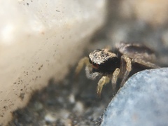 Habronattus