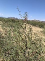 Vachellia vernicosa