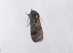 Batracharta divisa