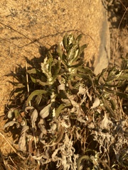 Pseudognaphalium biolettii