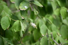 Citharexylum berlandieri