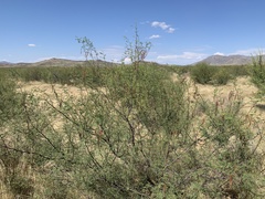Vachellia vernicosa