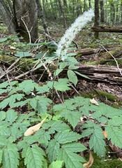Actaea podocarpa