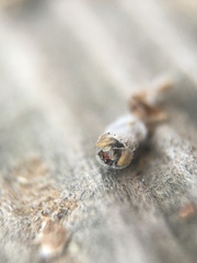 Habronattus