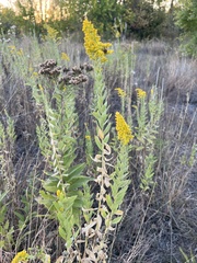 Solidago petiolaris