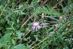Centaurea nigrescens
