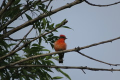 Pyrocephalus rubinus