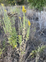 Solidago petiolaris